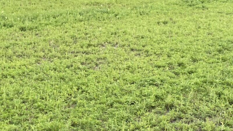 Liberty Park with Dog Park - New Hope, MN