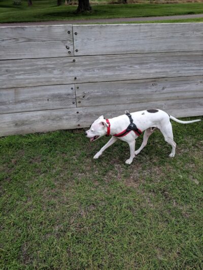 Lions Park with Dog Park - New Hope, MN