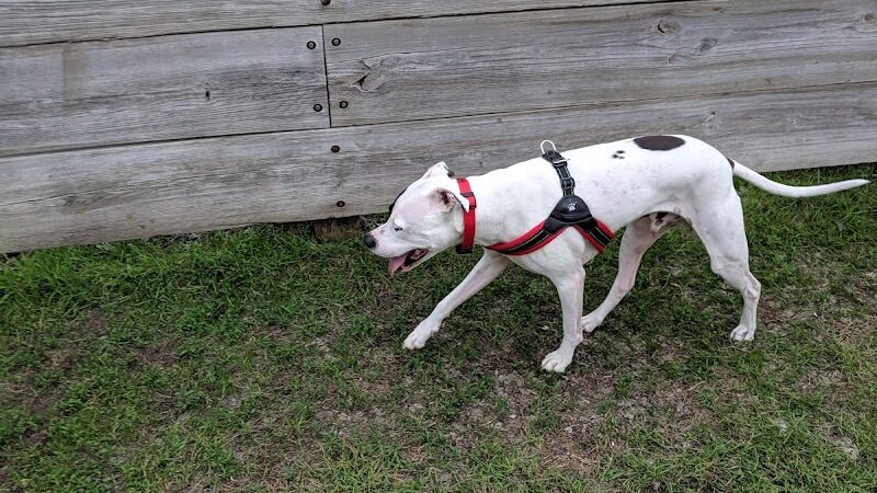 Lions Park with Dog Park - New Hope, MN