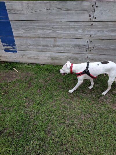 Lions Park with Dog Park - New Hope, MN