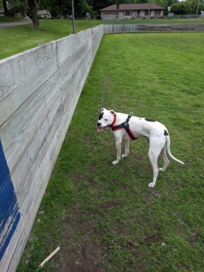 Lions Park with Dog Park - New Hope, MN