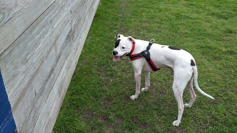 Lions Park with Dog Park - New Hope, MN