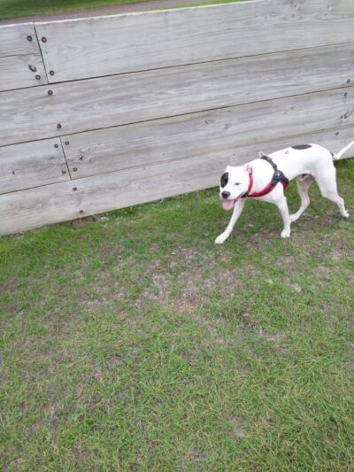 Lions Park with Dog Park - New Hope, MN