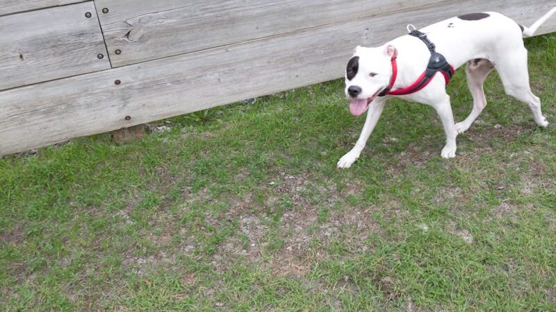 Lions Park with Dog Park - New Hope, MN