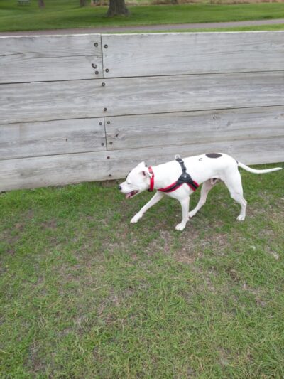 Lions Park with Dog Park - New Hope, MN