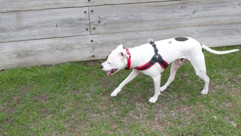 Lions Park with Dog Park - New Hope, MN