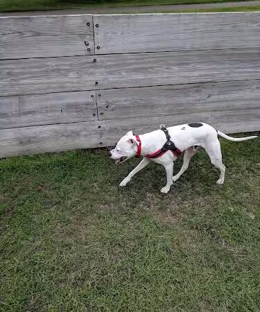 Lions Park with Dog Park - New Hope, MN