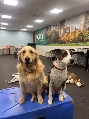Dogtopia of Garden City Park - New Hyde Park, NY