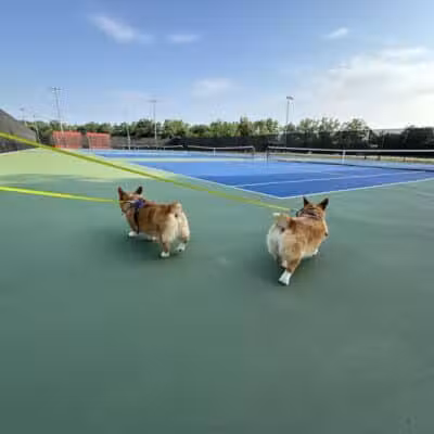 Tully Dog Park - New Hyde Park,