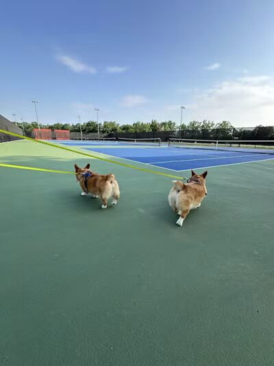 Tully Dog Park - New Hyde Park,