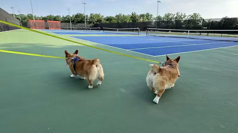 Tully Dog Park - New Hyde Park,