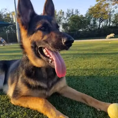 Tully Dog Park - New Hyde Park,