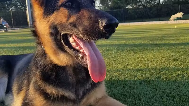 Tully Dog Park - New Hyde Park,