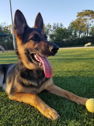 Tully Dog Park - New Hyde Park,