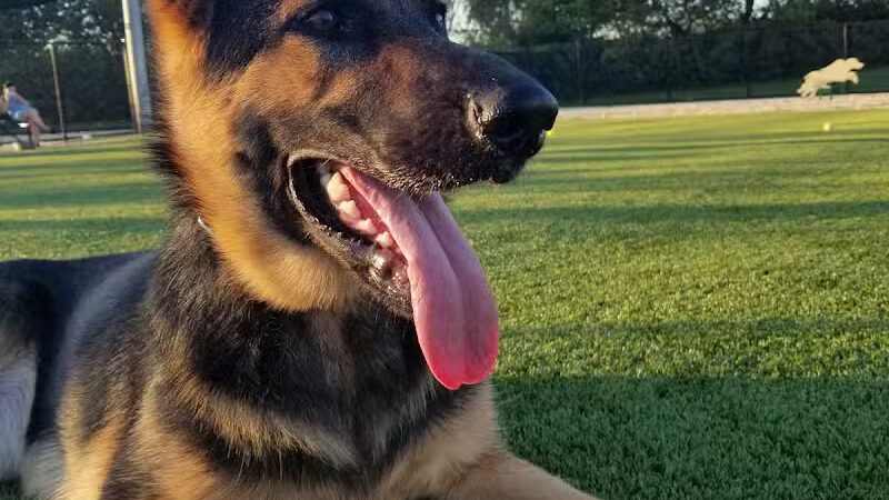 Tully Dog Park - New Hyde Park,