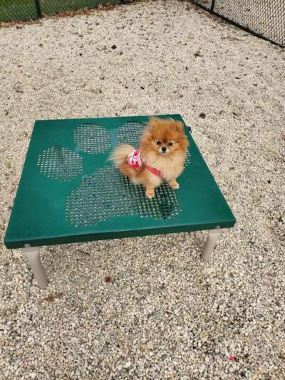 Tully Dog Park - New Hyde Park,