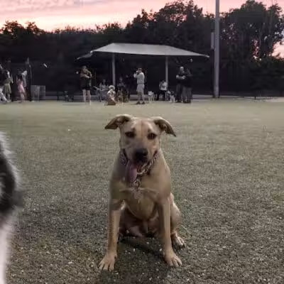 Tully Dog Park - New Hyde Park,