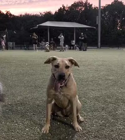 Tully Dog Park - New Hyde Park,