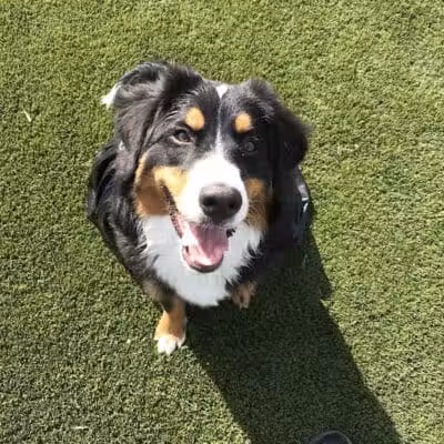 Tully Dog Park - New Hyde Park,