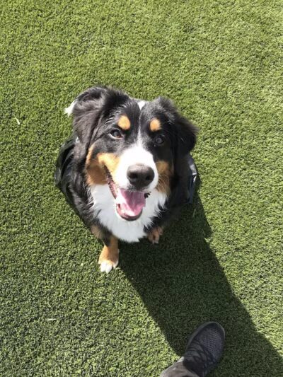 Tully Dog Park - New Hyde Park,