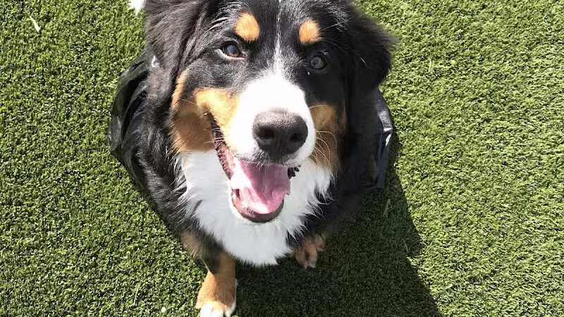 Tully Dog Park - New Hyde Park,