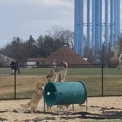 Tully Dog Park - New Hyde Park,