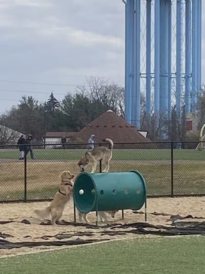 Tully Dog Park - New Hyde Park,
