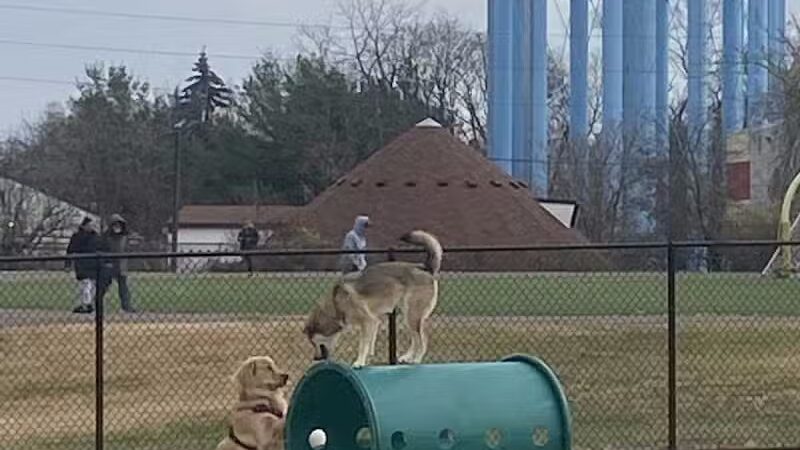 Tully Dog Park - New Hyde Park,