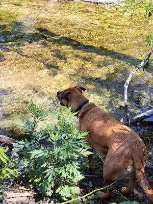 Chappuis Park - New Milford, CT