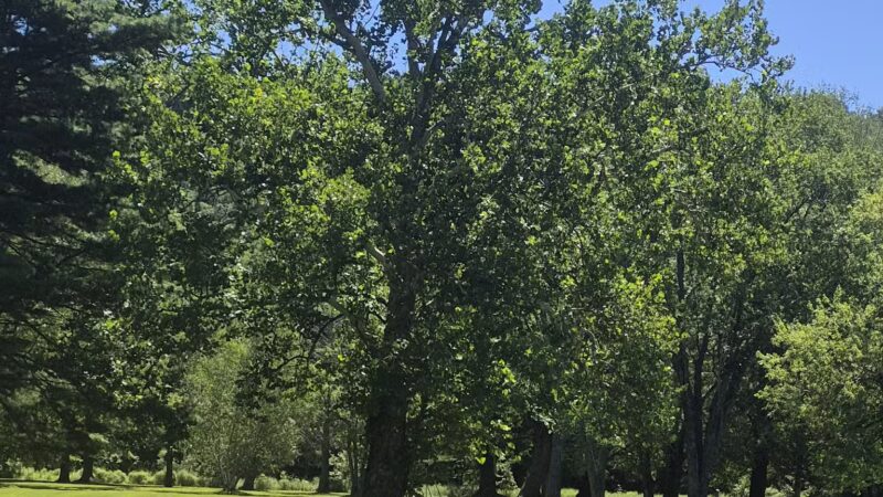 Harrybrooke Park - New Milford, CT