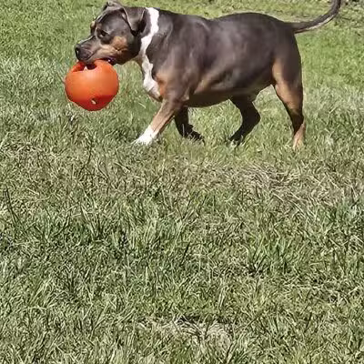 Paws Place Dog Park - New Rochelle, NY