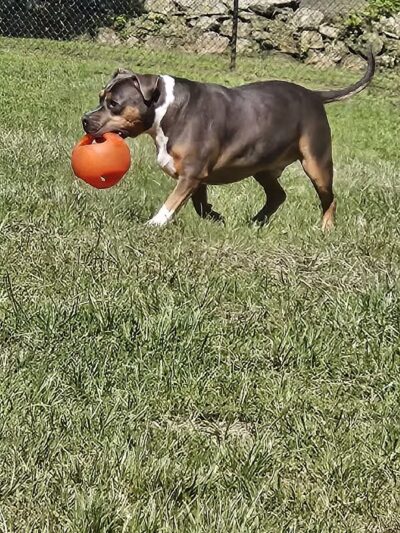 Paws Place Dog Park - New Rochelle, NY