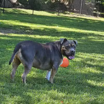 Paws Place Dog Park - New Rochelle, NY