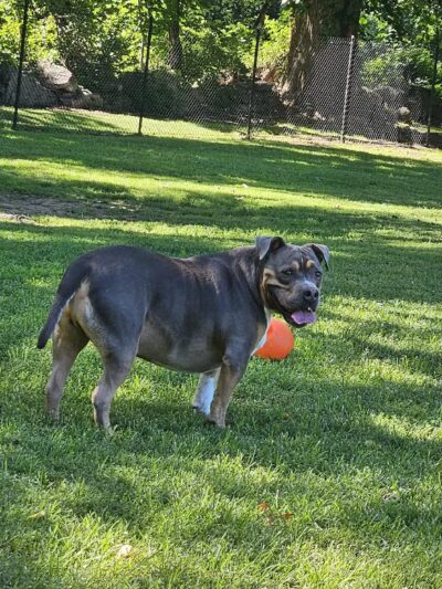 Paws Place Dog Park - New Rochelle, NY