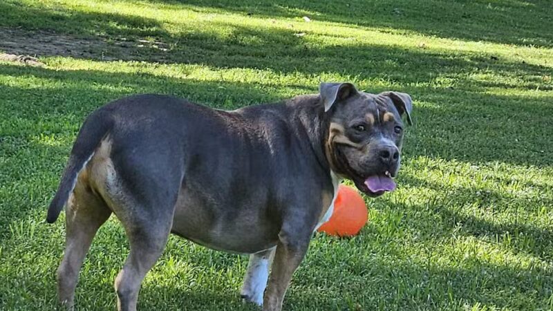 Paws Place Dog Park - New Rochelle, NY