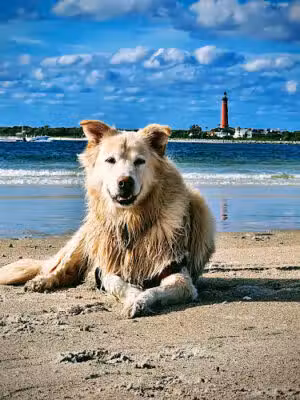 New Smyrna Dunes Dog Beach - New Smyrna Beach, FL