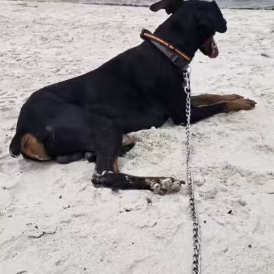 New Smyrna Dunes Dog Beach - New Smyrna Beach, FL
