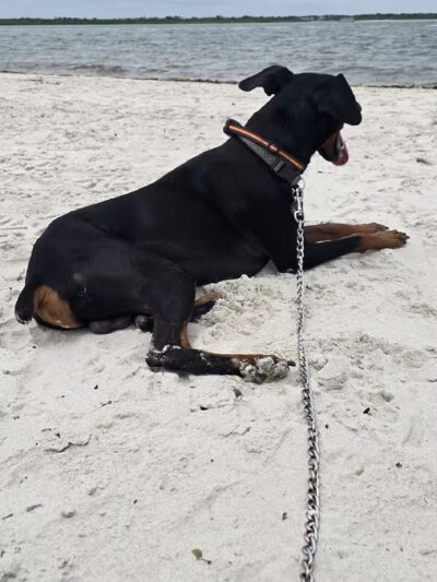 New Smyrna Dunes Dog Beach - New Smyrna Beach, FL