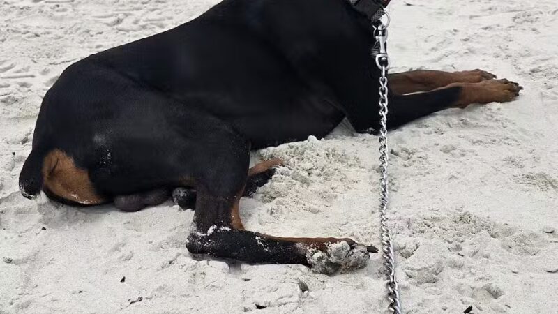 New Smyrna Dunes Dog Beach - New Smyrna Beach, FL