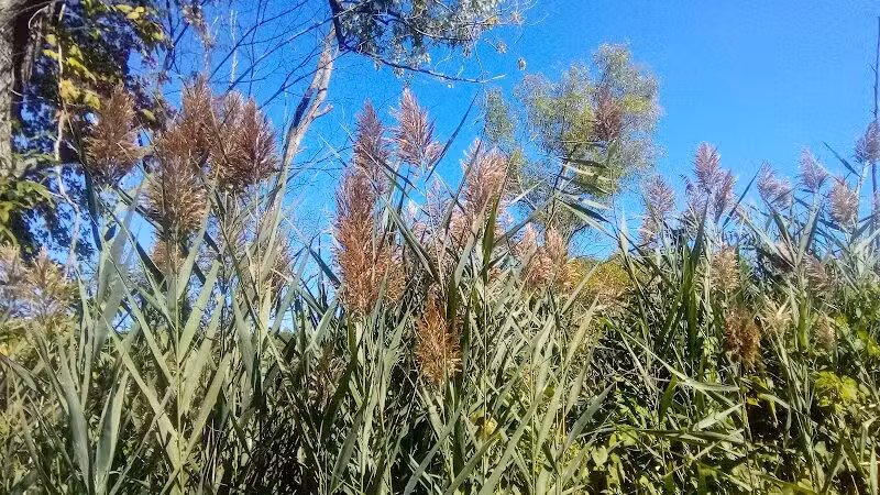 Mill Road Park - New Troy,