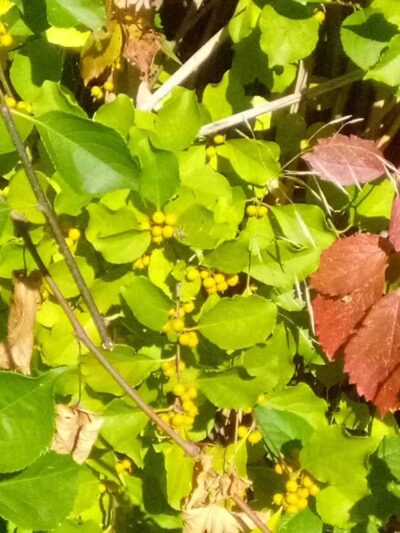 Mill Road Park - New Troy,