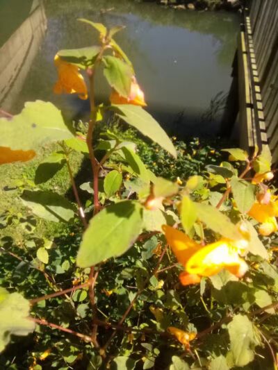 Mill Road Park - New Troy,