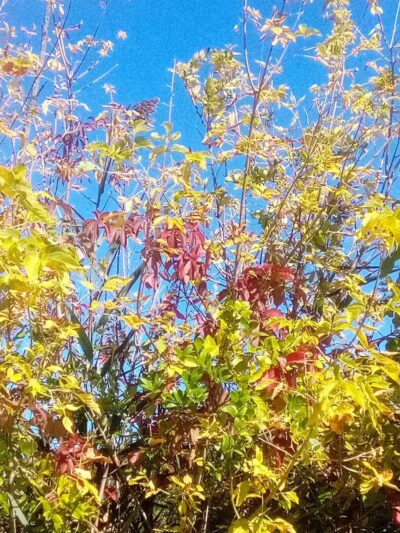 Mill Road Park - New Troy,