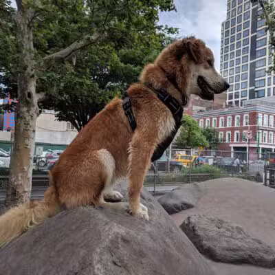 Chelsea Waterside Dog Park - New York,