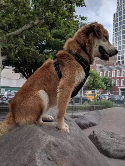 Chelsea Waterside Dog Park - New York,