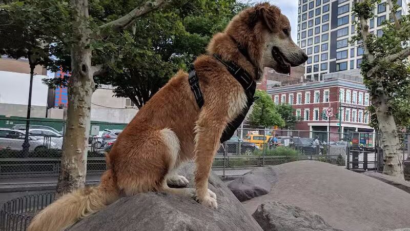 Chelsea Waterside Dog Park - New York,