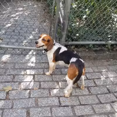 Chelsea Waterside Dog Park - New York,