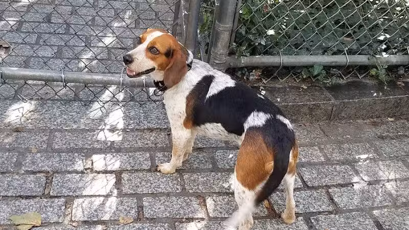 Chelsea Waterside Dog Park - New York,