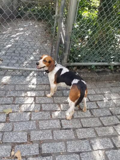 Chelsea Waterside Dog Park - New York,