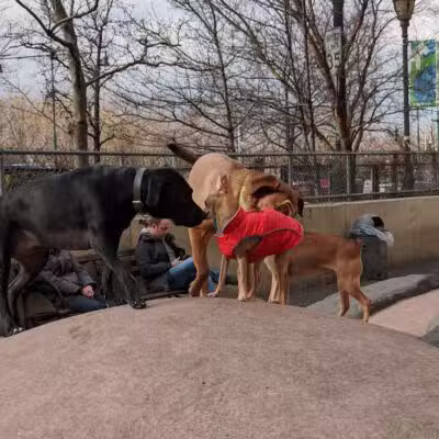 Chelsea Waterside Dog Park - New York,